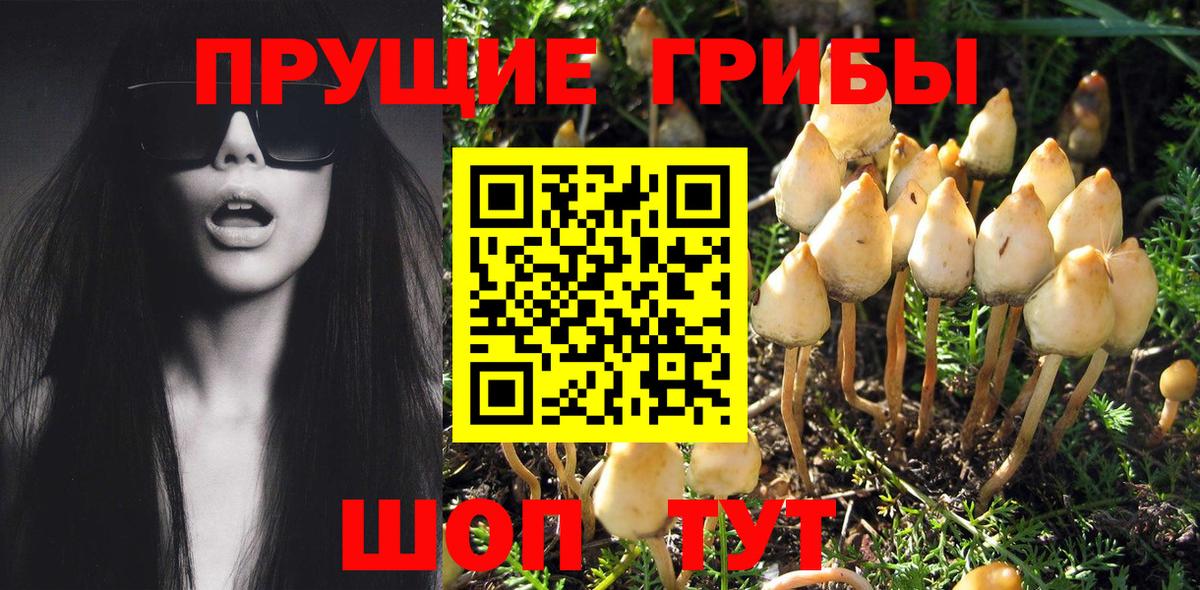 Псилоцибиновые грибы GOLDEN TEACHER Киселёвск